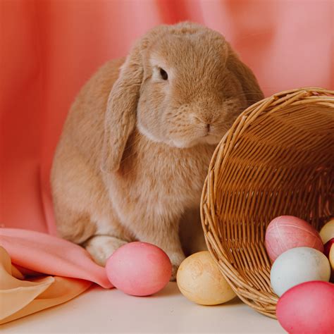 where do easter eggs come from.
